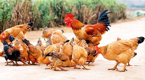 Cam kết chất lượng