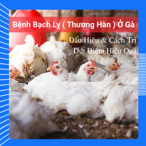 Bệnh Bạch Lỵ ( Thương Hàn ) Ở Gà - Dấu Hiệu & Cách Trị Dứt Điểm Hiệu Quả