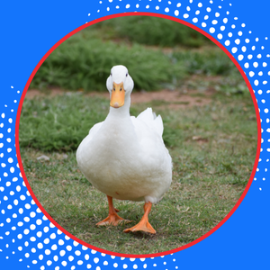 Bí Quyết Nâng Cao Năng Suất Vịt Thịt - Công Thức Đột Phá Cho Ức Dày, Chất Lượng Thịt Vượt Trội