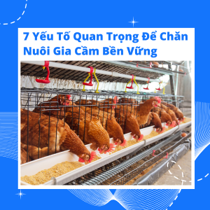 Giảm Thiểu Chi Phí Kháng Sinh - 7 Yếu Tố Quan Trọng Để Chăn Nuôi Gia Cầm Bền Vững