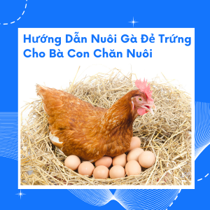 Hướng Dẫn Nuôi Gà Đẻ Trứng Thành Công Cho Bà Con Chăn Nuôi