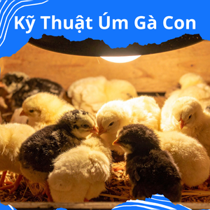 Kỹ Thuật Úm Gà Từ 1 Đến 28 Ngày Tuổi